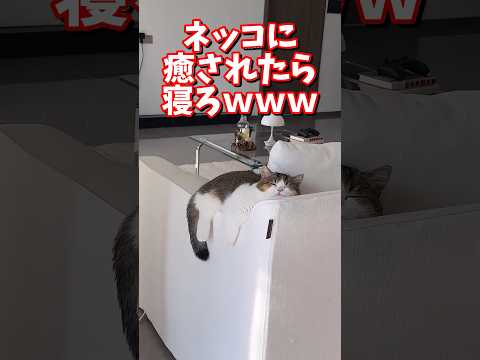 ネッコの動画で癒されたら寝ろｗｗｗ　2ch  動物  猫 癒やし ねこ動画 サムネイル