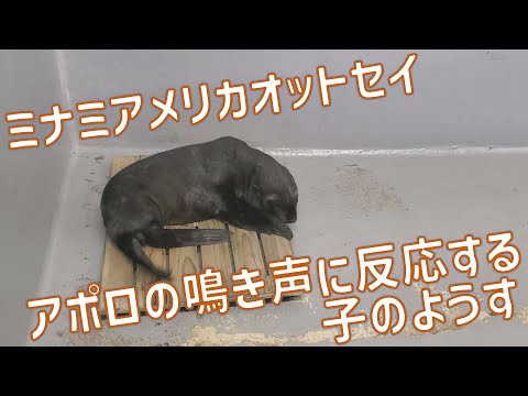 アポロの鳴き声に反応する子のようす サムネイル