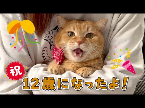 永遠の赤ちゃんプリンが12歳になりました！ サムネイル