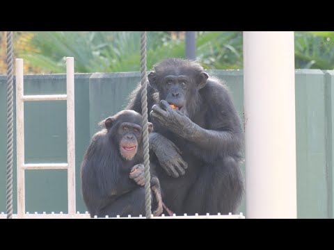 よつばちゃんの交尾練習台にされる可哀そうなチャーリー爺ちゃん 🙄　東山動植物園　チンパンジー　202512 サムネイル