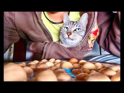 Deep Relax ASMR｜Cat Purring & Wooden Balls【live】 サムネイル