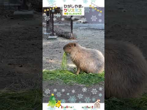 【東山動植物園公式】２頭のカピバラ：ひがしやまのクリスマス2025《 カピバラ 》 サムネイル