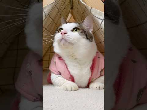 なんかめでたい サムネイル