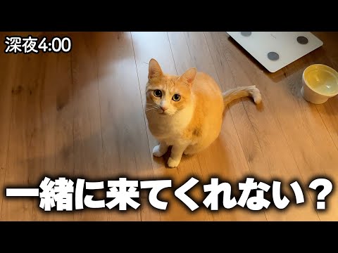 深夜にロビンから「ついてこい」と案内されました。 サムネイル