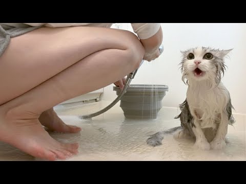 生まれて初めてママとお風呂に入った子猫！ サムネイル