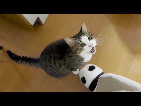 抱っこすると鳴きやむ猫 サムネイル