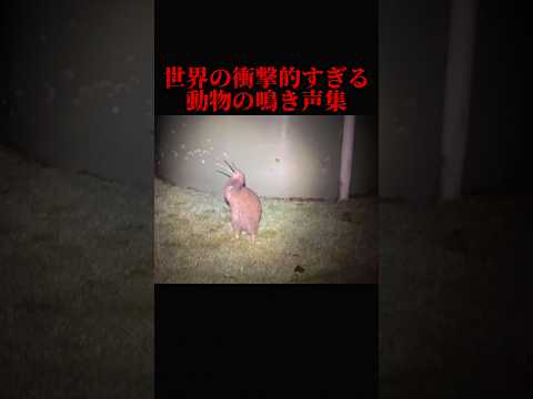 こいつらの鳴き声は想像を絶する サムネイル