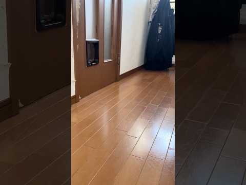 ひでよしぃ〜 サムネイル