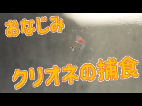 おなじみクリオネの捕食 サムネイル