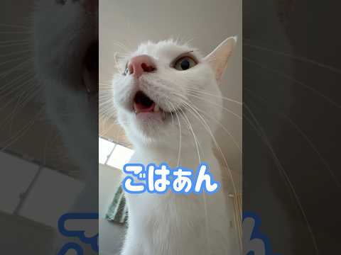 ごはんと喋る猫チロさん！ shorts サムネイル