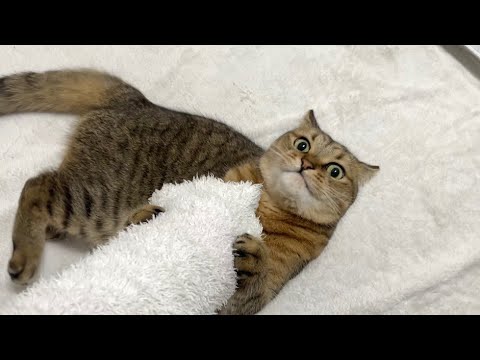 話題沸騰！ママに甘々の猫が見せた衝撃の瞬間 サムネイル
