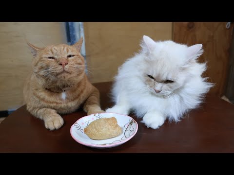ちゃぶ台の上のおいなりさん　251229 サムネイル