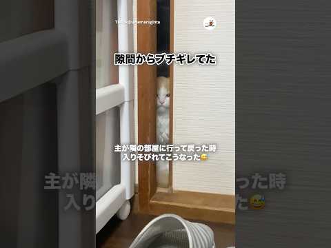 隙間から不満げな猫｜PECO サムネイル