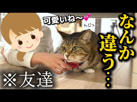 猫素人の友達が遊びに来たらビビって飼い主にへばりついてくる元ボス猫 サムネイル