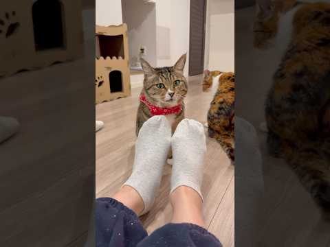 🦭「お腹すいた」　ほたて君 サムネイル