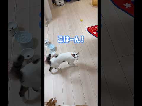おしゃべり猫の遅めの朝ごはん！ shorts サムネイル