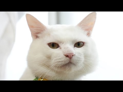 しらたまお顔　260130 サムネイル