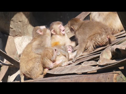 多摩動物公園のちびっ子ニホンザル　202512 サムネイル