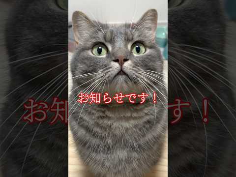 お知らせがあります！shorts インターペット東京2026 pr サムネイル