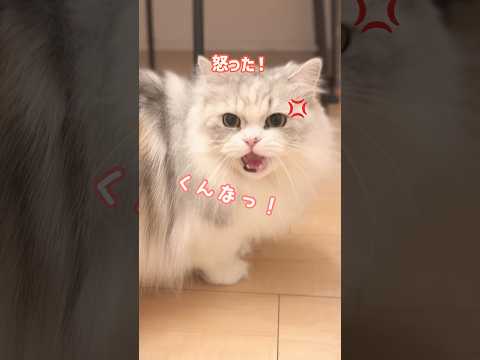 追いかけたら怒った！ミヌエット短足 ぬんちゃん サムネイル