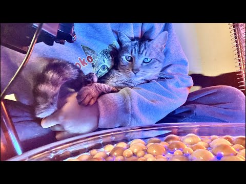 眠くなる音｜猫のゴロゴロと木の音 Relaxing Wood Ball ASMR with Purring Cats 🐱 サムネイル