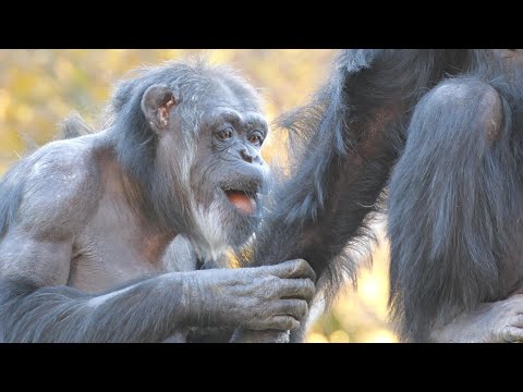 マリナの目が物語る人の幸せ。一点を見つめ夢中になることだね😝きまり。　多摩動物公園　チンパンジー　202511 サムネイル