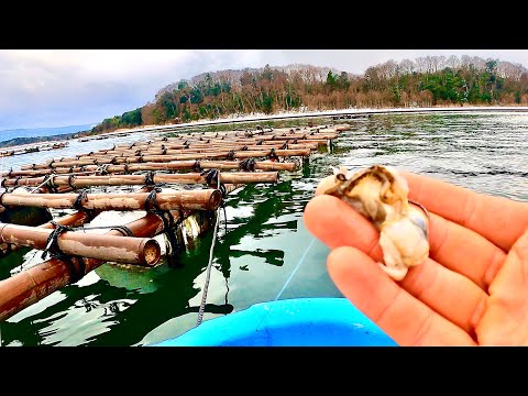 【爆釣】大物が潜むイカダの周りに牡蠣を落とした結果がヤバすぎた… サムネイル