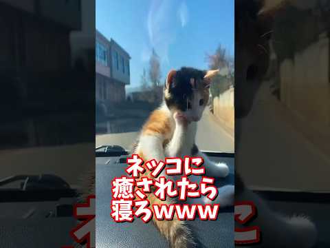 ネッコの動画で癒されたら寝ろｗｗｗ　2ch  動物  猫 癒やし ねこ動画 サムネイル