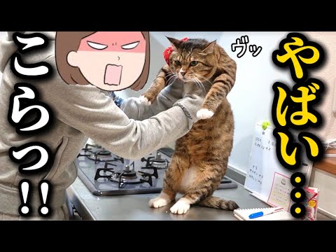 元ボス猫を家族に迎えたら怒られた時は固まっていれば気配を消せてると思ってるポンコツアザラシでした サムネイル