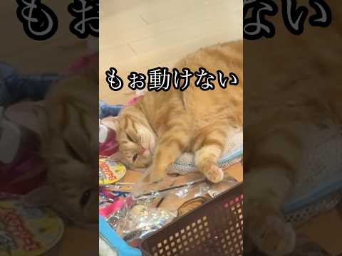 もぉ動けない 疲れた 猫 cat アメショ イタズラ うめ サムネイル