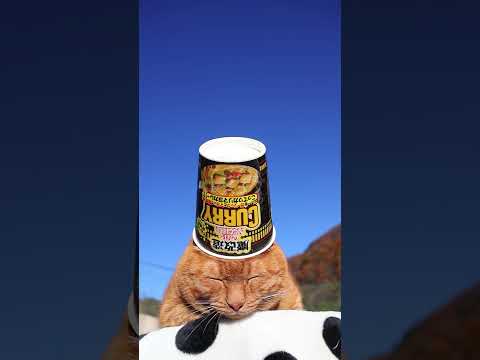 魔改造カップヌードル カレー　251222　のせ猫　 cat　 ねこ　 cute　 猫のいる暮らし　 ネコ　 kitt… サムネイル