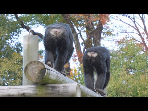 デッキー愛・フブキ　多摩動物公園　チンパンジー　202511 サムネイル