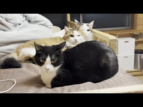 調子に乗って怒られて情けない顔になる猫 サムネイル