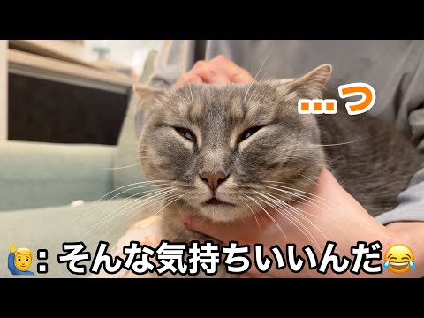 機嫌がコロコロ変わりすぎる猫、感情が忙しすぎる😂 サムネイル