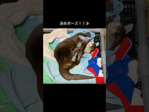 【コツメカワウソ】ニコの決めポーズ！【サンシャイン水族館】shorts 水族館 サムネイル