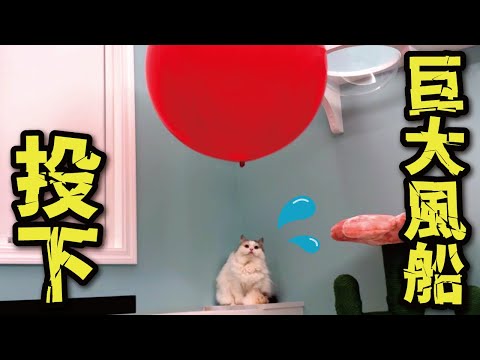 猫と巨大風船で遊んだら腰をぬかしてえらいことに…💦 サムネイル