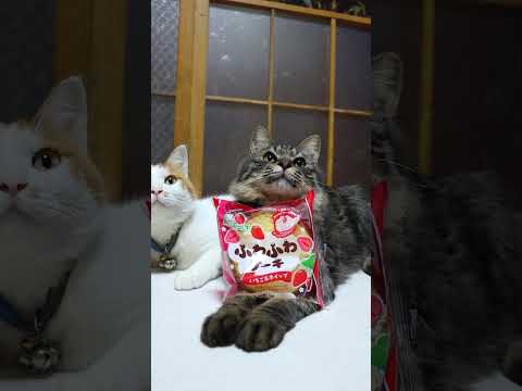 ふわふわケーキ いちご&ホイップ　251222　#のせ猫　 #cat　 #ねこ　 #cute　 #猫のいる暮らし　 #… サムネイル
