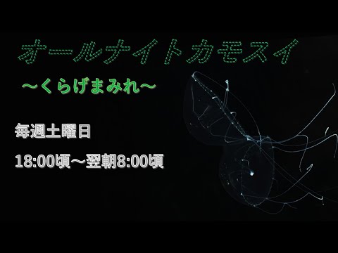 オールナイトカモスイ　～くらげまみれ～ 237　エナガコノハクラゲ サムネイル