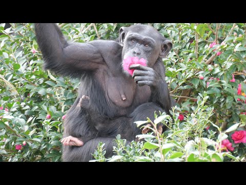 フクちゃんは花の蜜を吸い、ジュウザは葉っぱを試食　かみね動物園　チンパンジー　202512 サムネイル