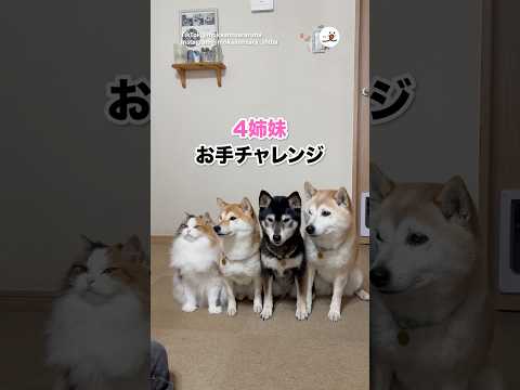 【猫】お手チャレンジする4姉妹｜PECO サムネイル