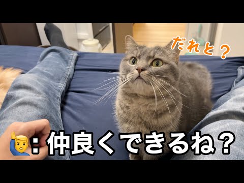 今日から猫たちに“新しいお友達”ができました サムネイル