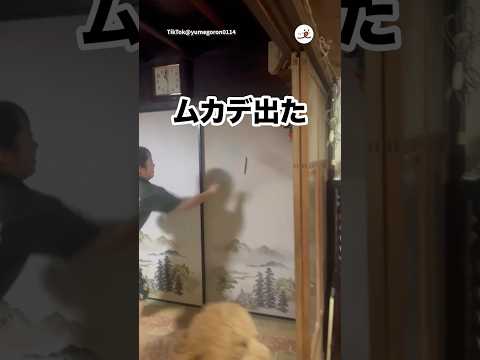 父、ムカデ退治なるか！｜PECO サムネイル