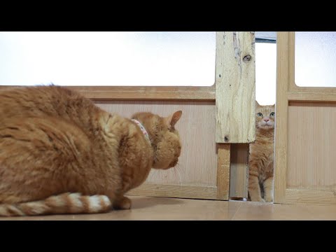 戸を開けるチャトラ　251227 サムネイル