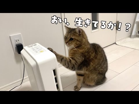 やっぱりヒーターをどうしても付けて欲しい冬苦手ネコ サムネイル