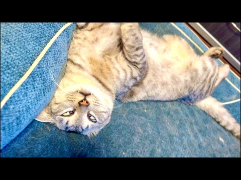 99%が5分で眠くなる😴 ｜猫×水の音｜Deep Relax｜Cat Purring & Wooden Balls サムネイル