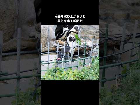 話題のケープペンギン！勇気ある姿を見逃すな【サンシャイン水族館】 サムネイル