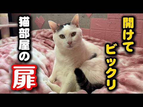 保護猫シェルターが改造されていました サムネイル