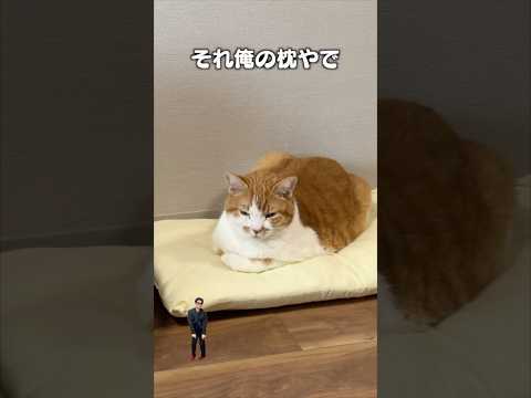 「それ俺の枕やで」猫あるある|フルはApple Musicほか音楽アプリへ サムネイル
