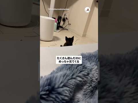 まっくろちっこいのが見てくる👀｜PECO サムネイル