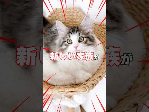 りっちゃんたちに新しい家族が増えたんですが…顔合わせから波乱の展開😭😭😭 猫 サムネイル